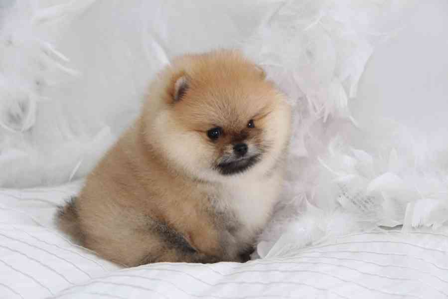 Německý špic trpasličí (Pomeranian) Štěňátka - foto 1