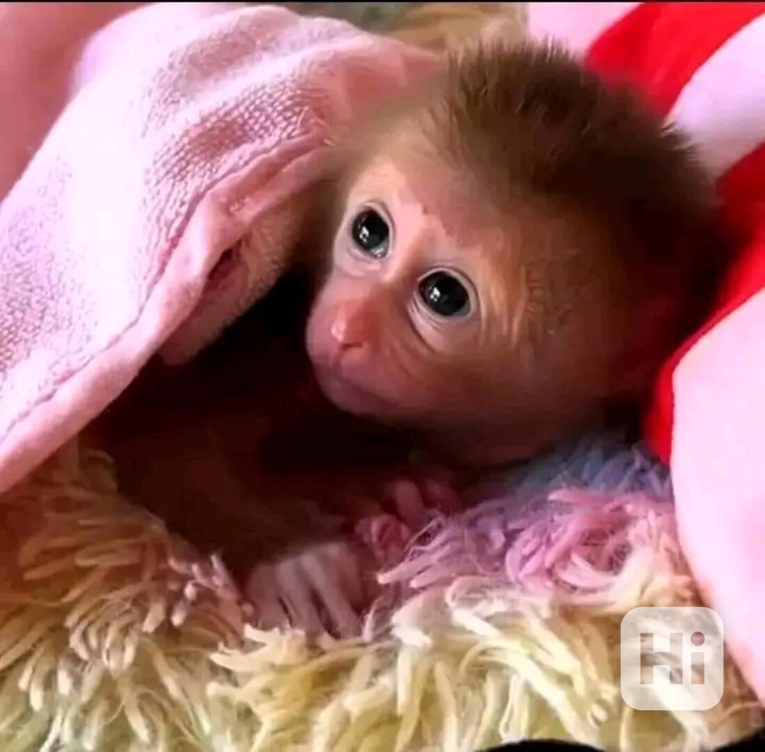  Ovocnožravé mládě kapucínky - foto 1