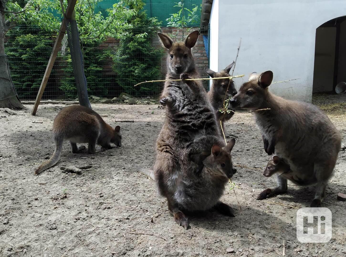 Klokan Bennettův mláďata samec a samice - foto 1