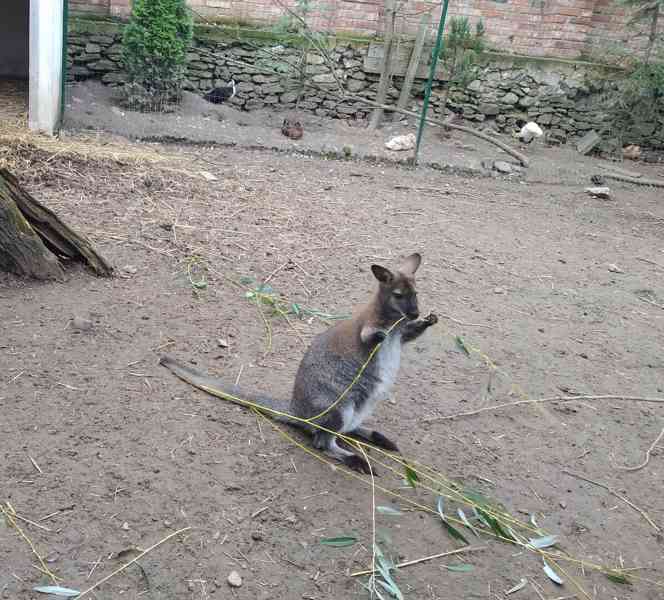 Klokan Bennettův mláďata samec a samice - foto 11