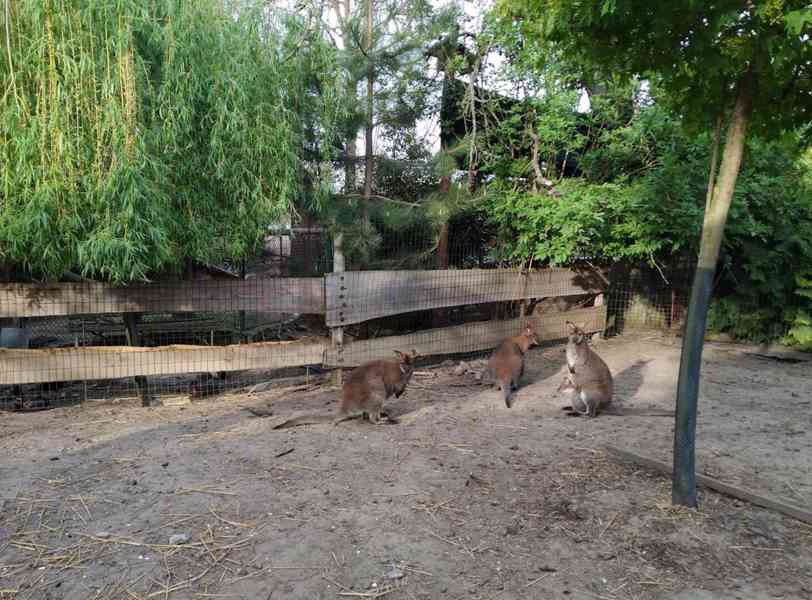 Klokan Bennettův mláďata samec a samice - foto 3