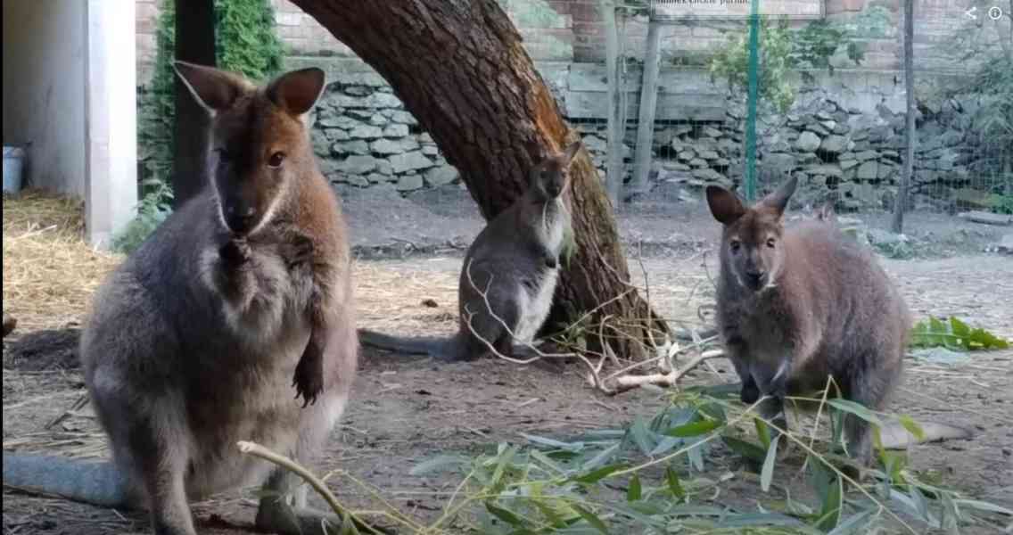 Klokan Bennettův mláďata samec a samice - foto 4