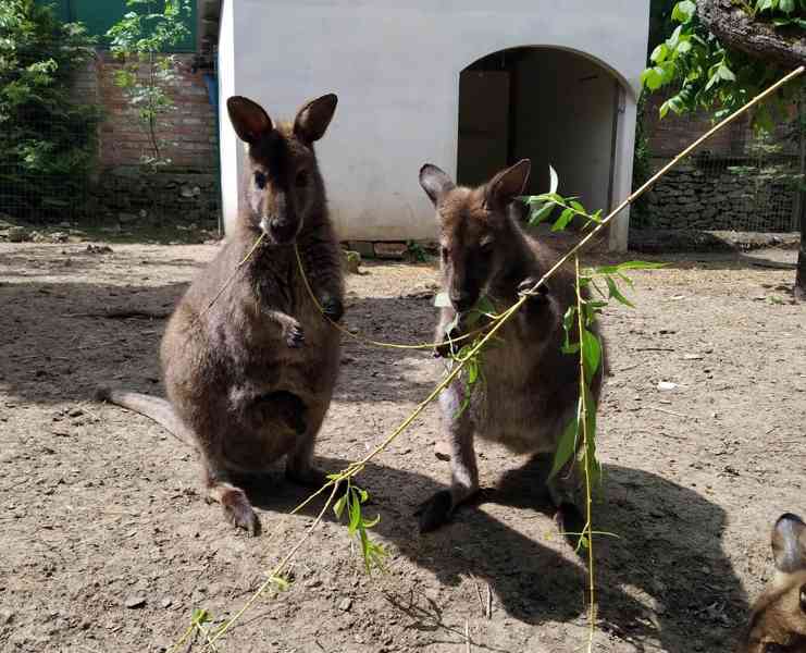 Klokan Bennettův mláďata samec a samice - foto 2