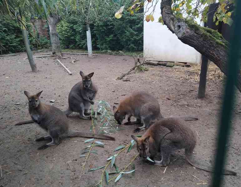 Klokan Bennettův mláďata samec a samice - foto 10