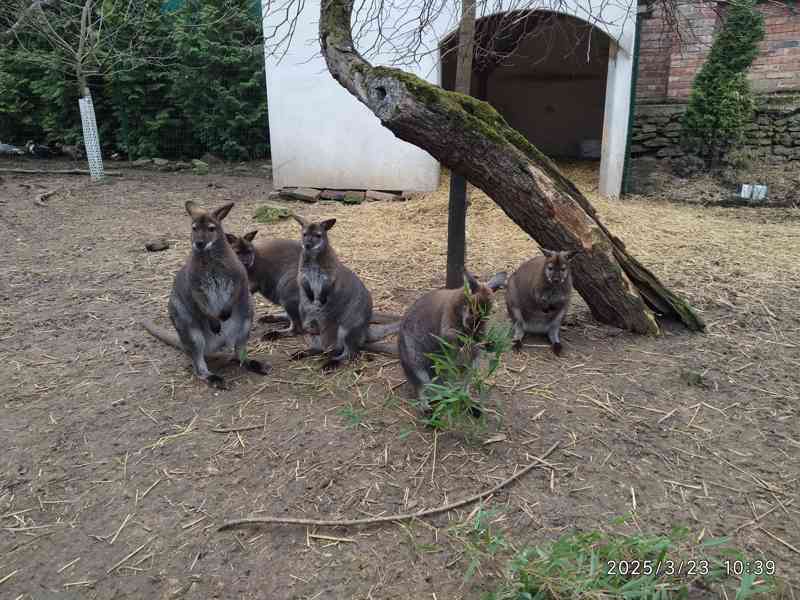 Klokan Bennettův mláďata samec a samice - foto 6