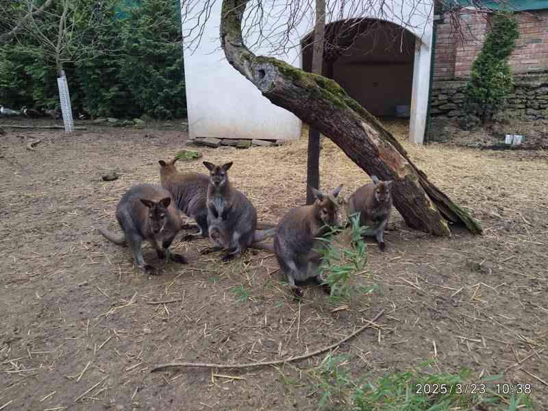 Klokan Bennettův mláďata samec a samice - foto 7
