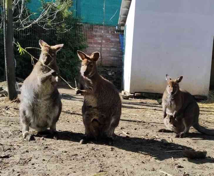 Klokan Bennettův mláďata samec a samice - foto 9