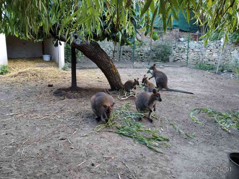 Klokan Bennettův mláďata samec a samice - foto 8