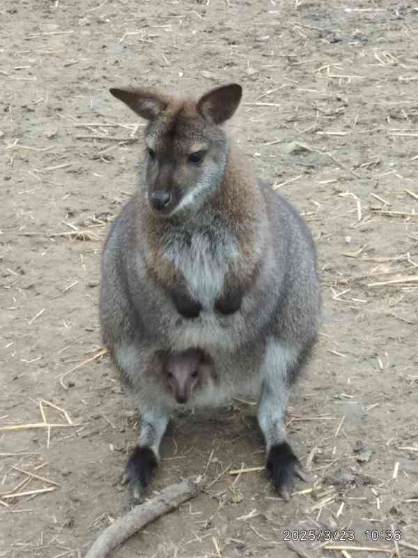 Klokan Bennettův mláďata samec a samice - foto 5