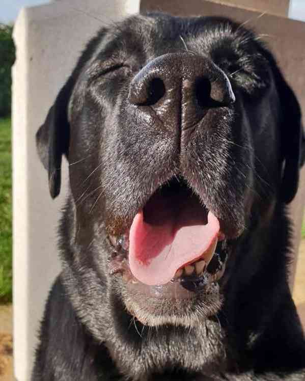 Labradorský retrívr na prodej - foto 4