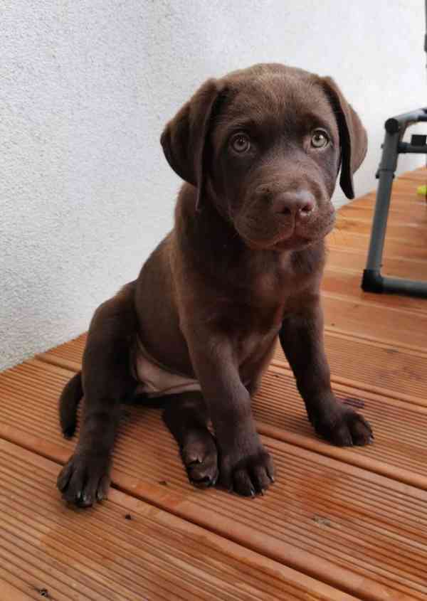 Labradorský retrívr na prodej - foto 2