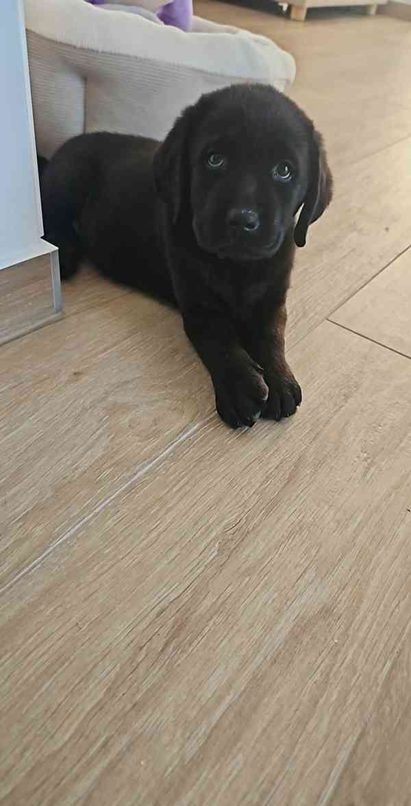Labradorský retrívr na prodej - foto 3