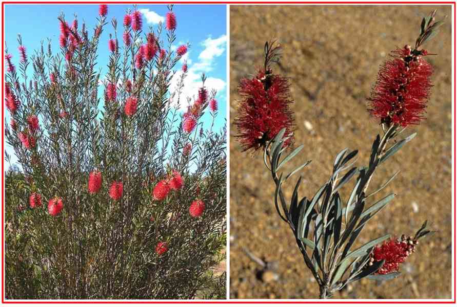 CALLISTEMON PHOENICEUS - SEMENA