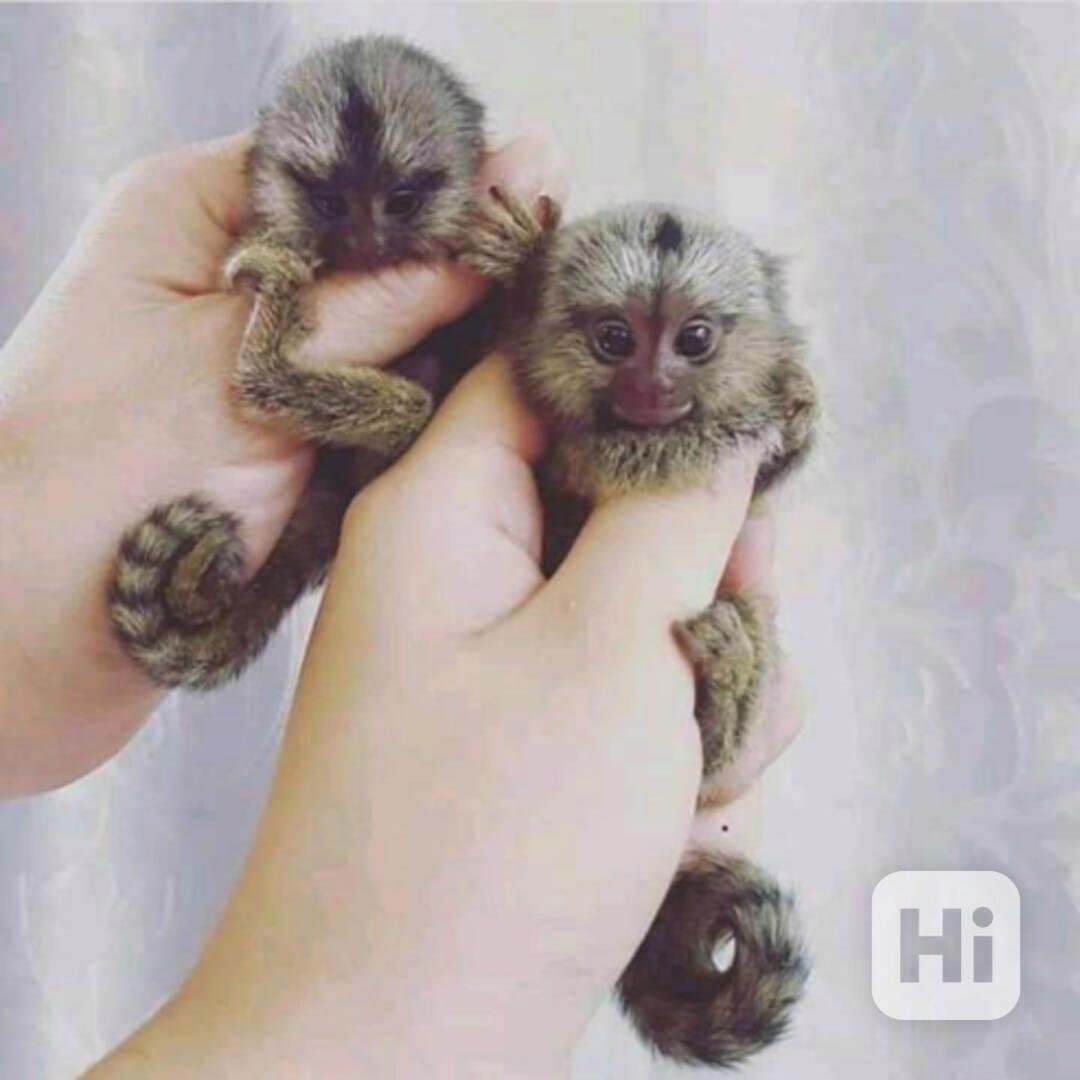 K dispozici úžasné opice kosmani - foto 1