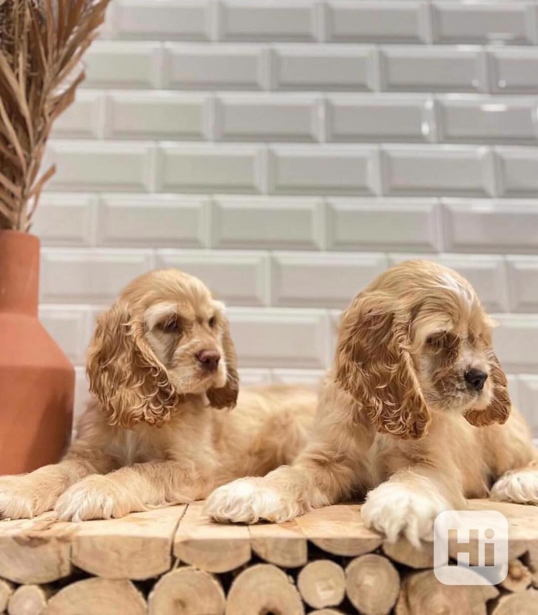 petRoztomilá štěňata kokršpaněla - foto 1