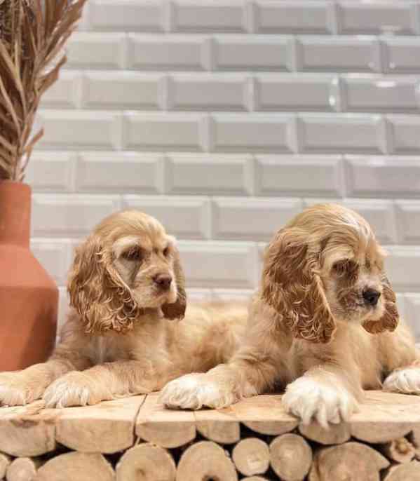 petRoztomilá štěňata kokršpaněla