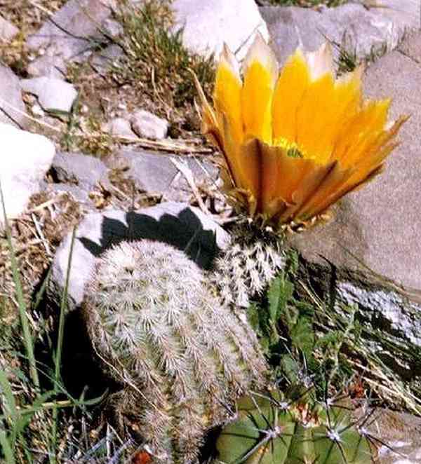 Kaktus Echinocereus dasyacanthus - semena