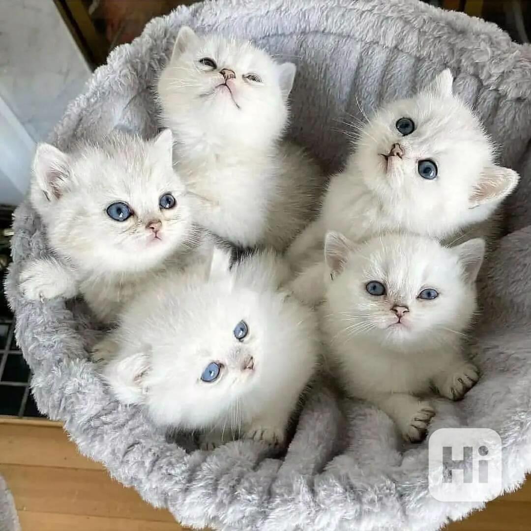 Roztomilá koťátka RAGDOLL - foto 1