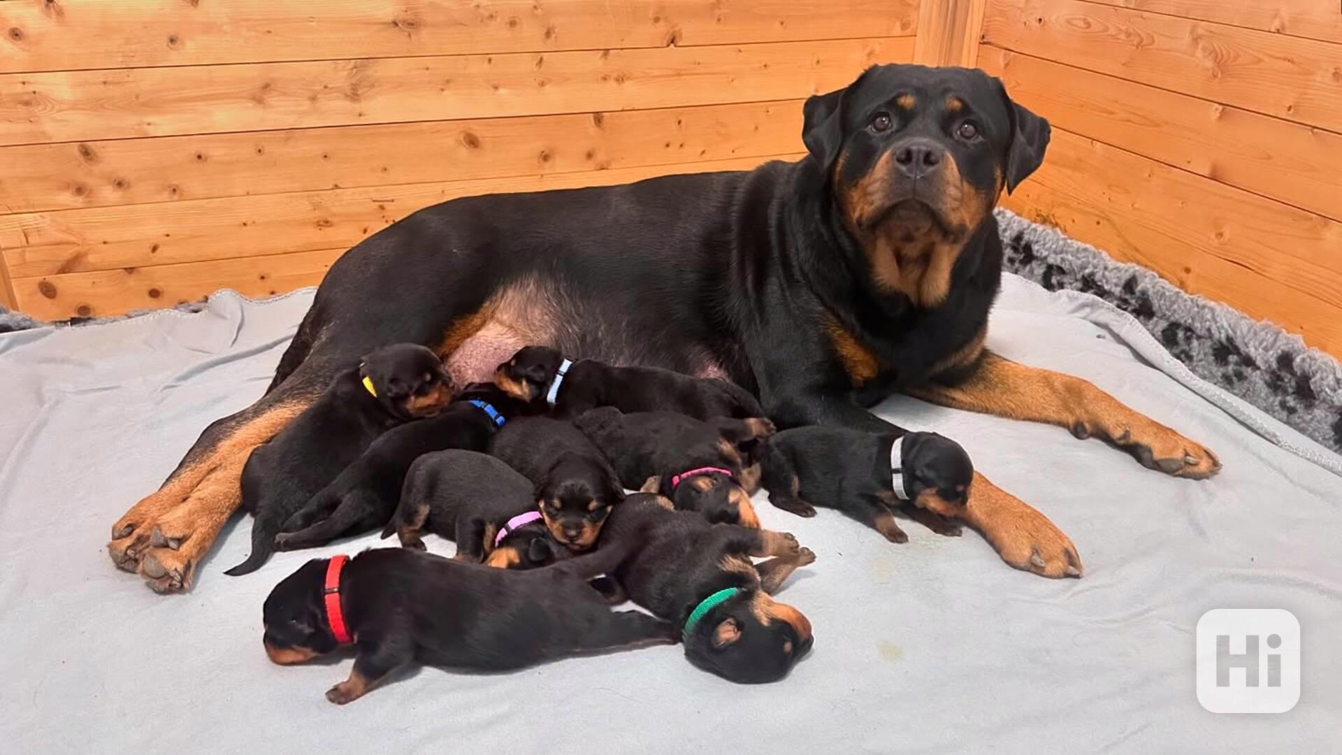 Štěňata rotvajler s PP - Rottweiler štěně - foto 1