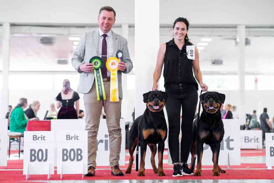 Štěňata rotvajler s PP - Rottweiler štěně - foto 8