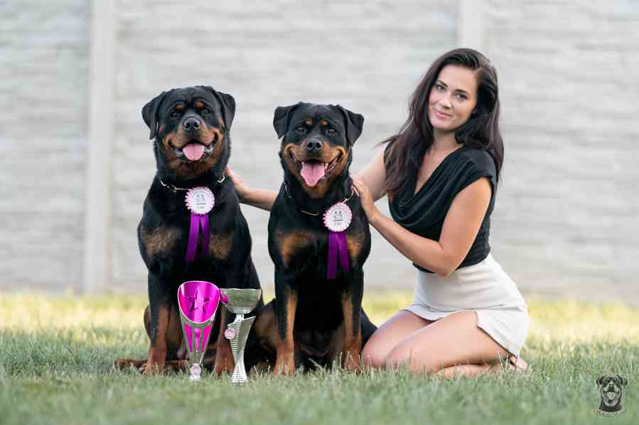 Štěňata rotvajler s PP - Rottweiler štěně - foto 5