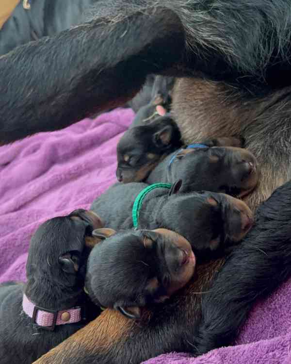 Štěňata rotvajler s PP - Rottweiler štěně - foto 2