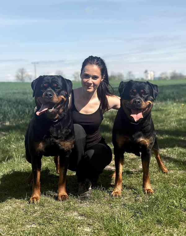 Štěňata rotvajler s PP - Rottweiler štěně - foto 3