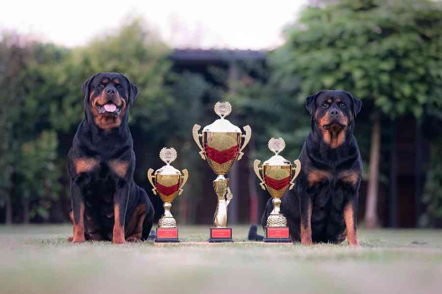 Štěňata rotvajler s PP - Rottweiler štěně - foto 4