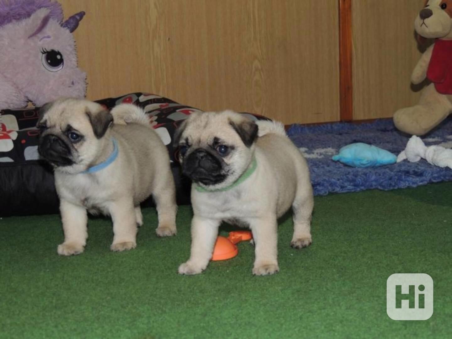 Mops (Mopslík) Pug štěňátka - foto 1