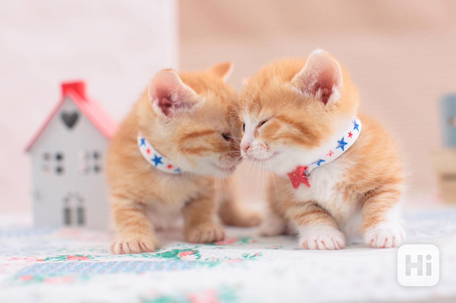 Munchkin koťata připravená k adopci   - foto 1