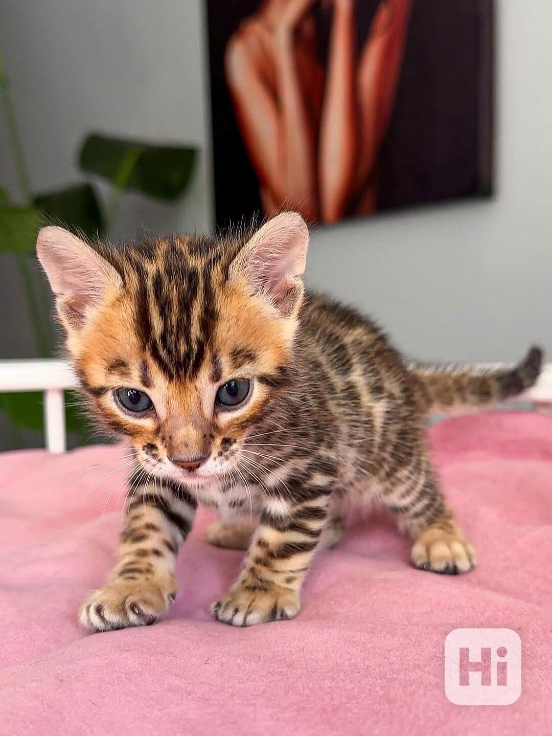 Bengálské kotě k adopci - foto 1