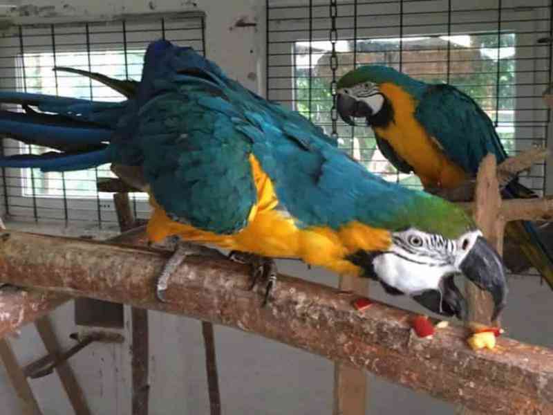 Přátelští samci a samice papoušků šedých konžských