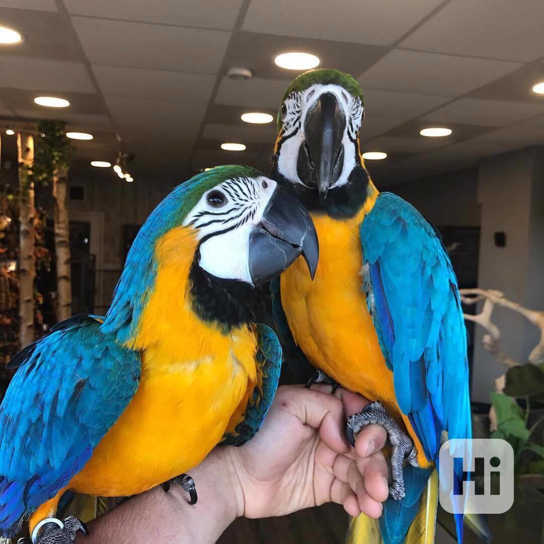 Modrý a zlatý papoušci papoušci ara a samice k prodeji)) - foto 1