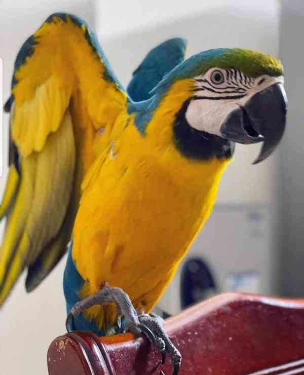 Modrý a zlatý papoušci papoušci ara a samice k prodeji)) - foto 3