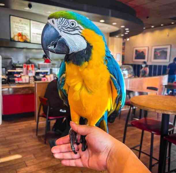 Modrý a zlatý papoušci papoušci ara a samice k prodeji)) - foto 4