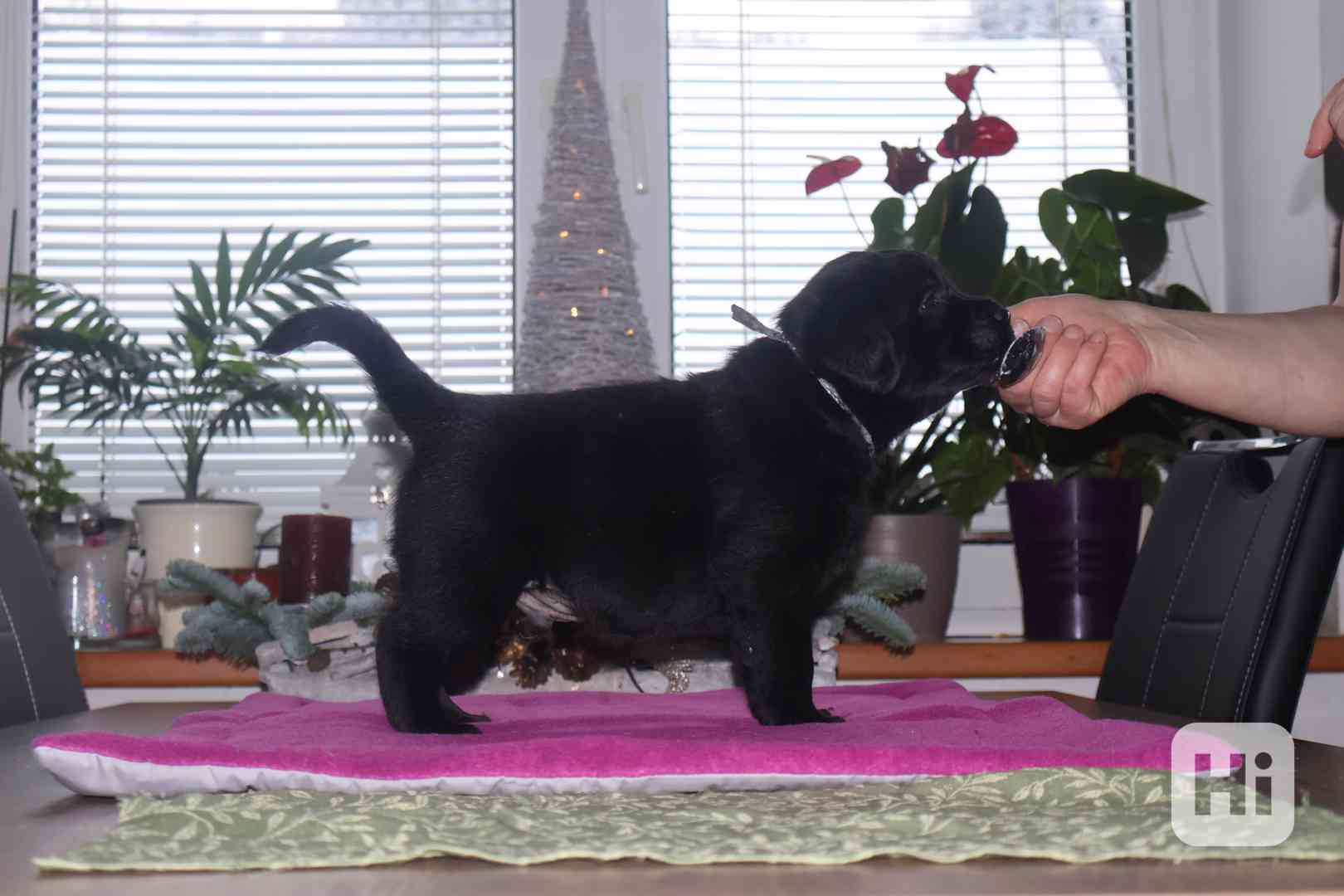 Labradorský  retrívr - černá  štěňátka s PP - foto 1