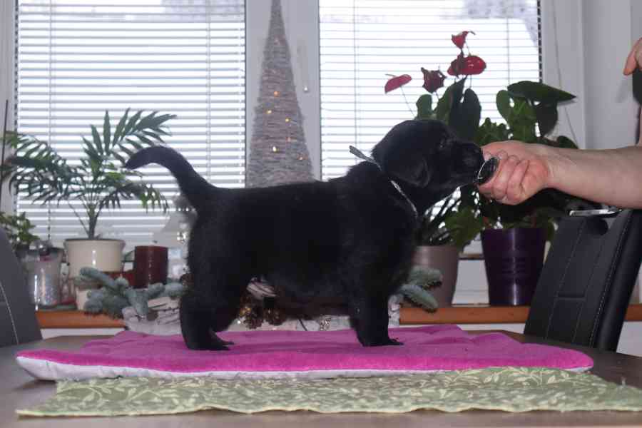 Labradorský  retrívr - černá  štěňátka s PP