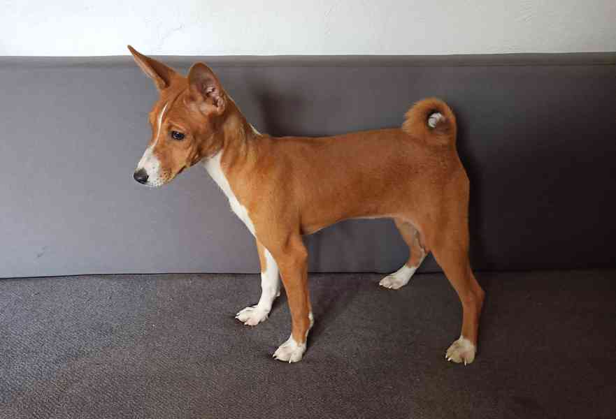 Basenji - prodám štěňata bez pp - foto 1