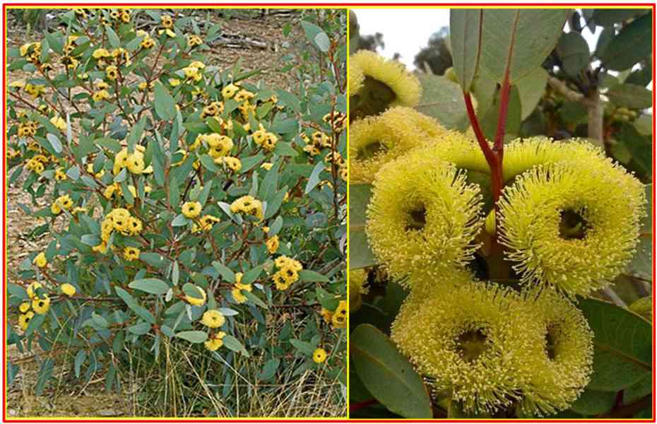 EUCALYPTUS PREISSIANA - SEMENA