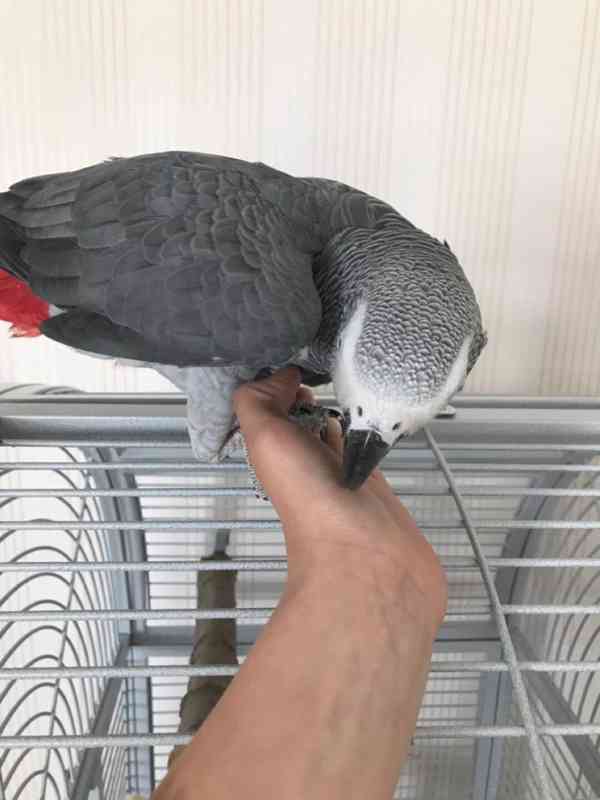 Pár mluvících papoušků šedých. - foto 2