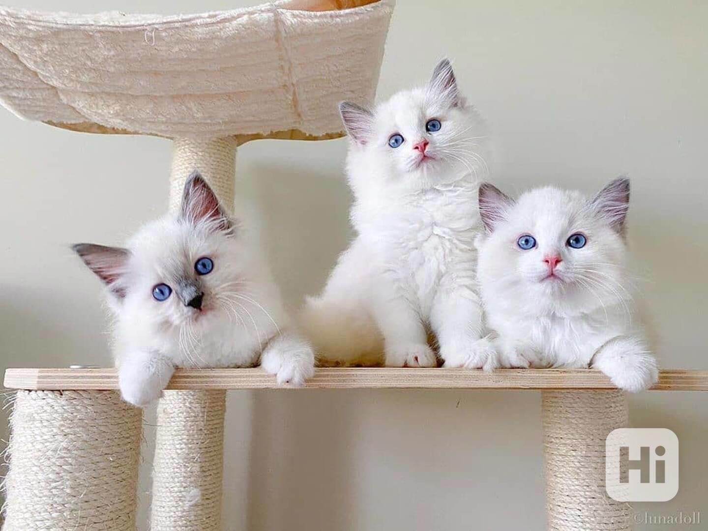 Zdarma ragdoll kotě k adopci hned teď   - foto 1