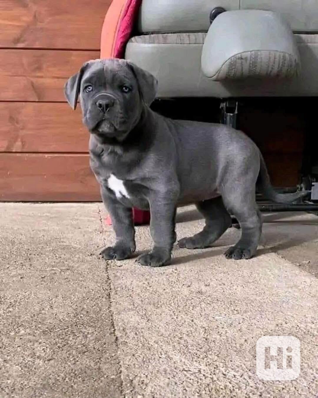 Rozkošný pejsek cane corso potřebuje nový domov - foto 1
