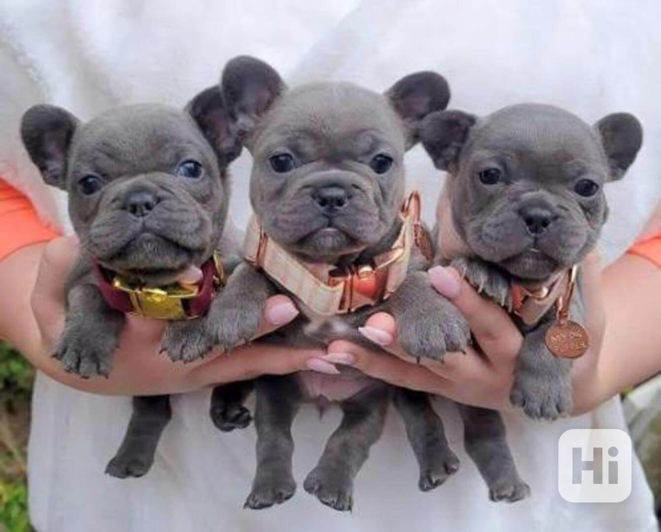 Štěňata francouzského buldoka - foto 1