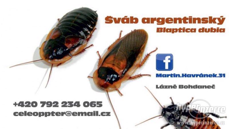 Šváb argentinský - Blaptica dubia - jakekoli velikosti šváby - foto 1