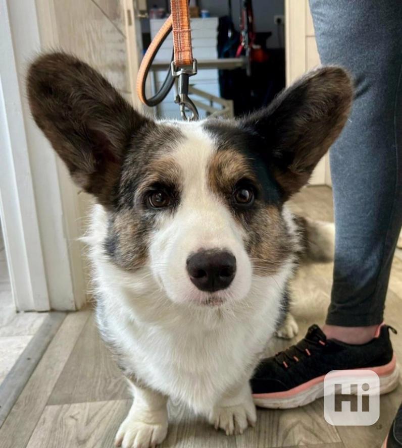 Vrh šampionů s rodokmenem KC Corgi Cardigan - foto 1