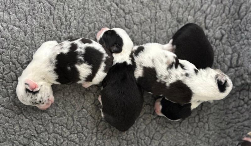 Vrh šampionů s rodokmenem KC Corgi Cardigan - foto 3