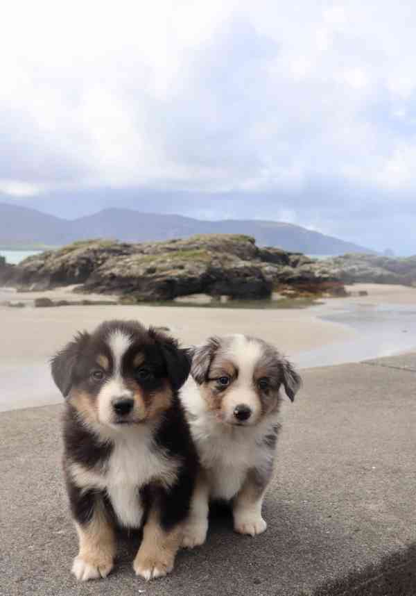 Vrh šampionů s rodokmenem KC Corgi Cardigan - foto 2