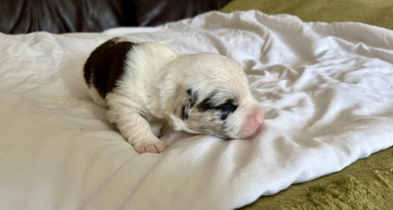 Vrh šampionů s rodokmenem KC Corgi Cardigan - foto 5