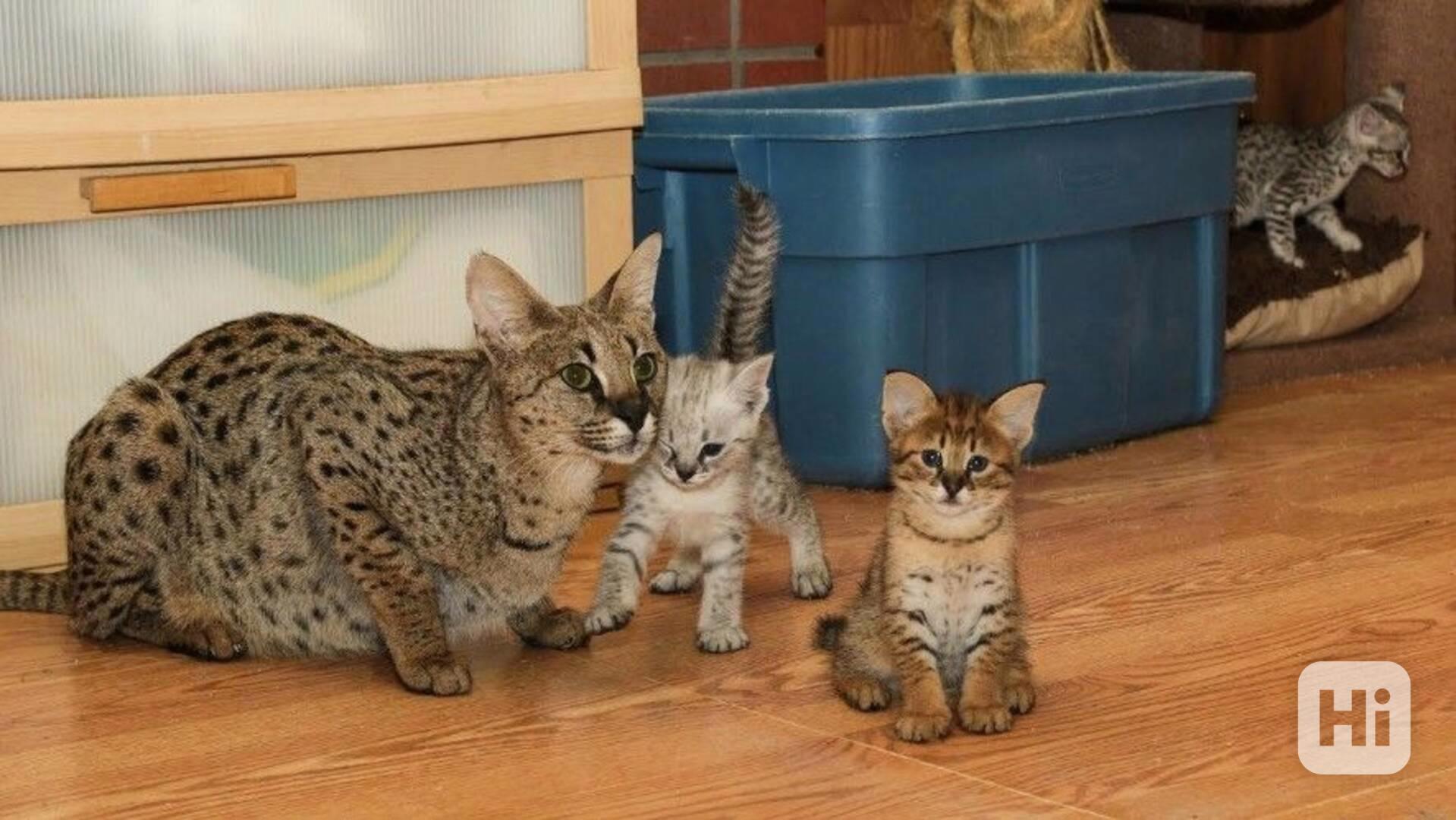 Koťata Savannah f4, f5, f6 k dispozici - foto 1