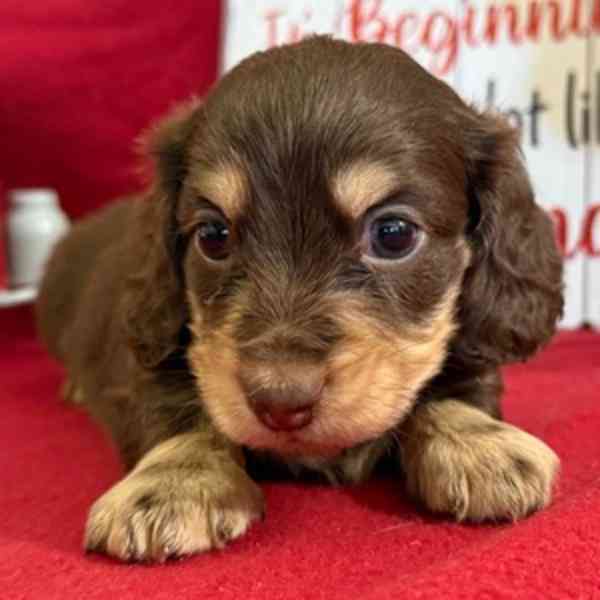 My neighbour's dachshund puppies for adoption 